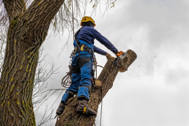 How Our Tree Care Process Works  in  Punxsutawney, PA